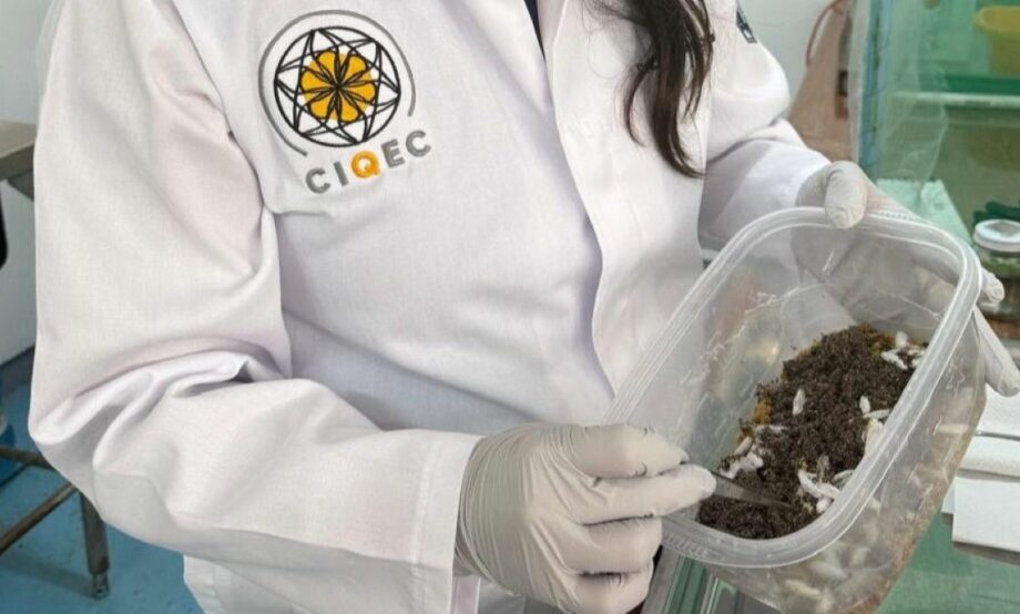 Dr. Diana Issell Sandoval Cárdenas is conducting research leads a project aims to degrade plastics Using Insects. Photo: Canal Once / MxPA